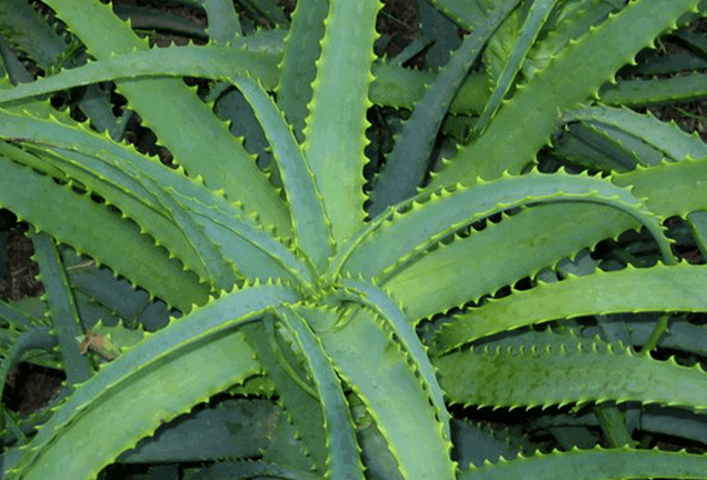 Kalanchoe cura la malattia maschile